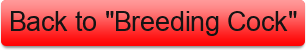 Back%20to%20%22Breeding%20Cock%22